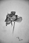 Rose (Bleistiftzeichnung)