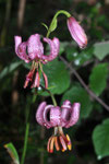 Lilium martagon ( Türkenbundlilie)