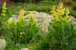 Gntiana lutea ( Gelber Enzian)