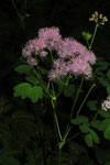 Thalictrum aquilegifolium ( Akeleiblättrige Wiesenraute)