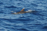 Grosser Tümmler (Tursiops trucatus)