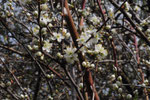 Prunus spinosa ( Schwarzdorn)