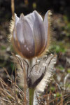 Pulsatilla vernalis ( Frühlings-Anemone)