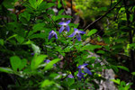 Clematis alpina ( Alpen-Waldrebe)