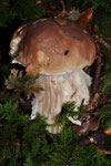 Steinpilz