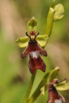 Ophrys insectifera ( Fliegen-Ragwurz Orchidee) 