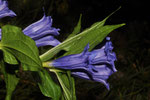 Gentiana asclpiadea ( Schwalbenwurz-Enzian)