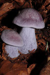 violetter Lamellenpilz