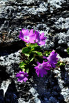 Primula hirsuta ( Rote Felsen-Primel)