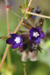 Anchiusa officinalis ( Echte Ochsenzunge)