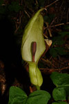 Arum maculatum ( Gemeiner Aronstab)
