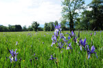 Iris sibirica ( Sibirische Schwertlilie)