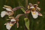 Epipactis palustris ( Sumpf-Stendelwurz Orchidee)