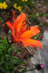 Lilium bulbiferum ( Feuerlilie)