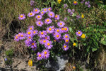 Aster alpinus ( Alpenaster)