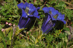 Gentiana acaulis ( Silikat-Glocken-Enzian)