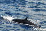 Brydewal (Balaenoptera brydei)