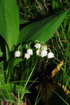 Convallaria majalis ( Maiglöckchen)