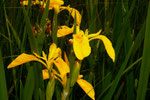 Iris pseudacorus ( Gelbe Schwertlilie)