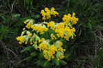 Primula veris ( Frühlngsschlüsselblume)