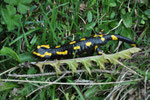 Feuersalamander