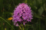 Traunsteinera globosa ( Kugelorchis)