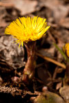 Tussilago farfara ( Huflattich)