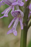 Orchis militaris ( Helmknabenkraut Orchidee)