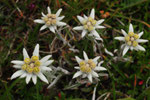 Leonthopodium alpinus ( Edelweiss)