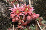 Sempervivum montanum ( Berg-Hauswurz)