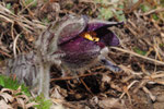 Pulsatilla montana ( Berg-Küchenschelle)