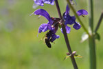 Biene auf Wiesensalbei