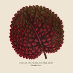 J. A. Bright / Will Saul & Fink Paradise Ave / CHF 22.50