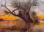 Baum am Chobe, Aquarell, 47x31cm, gerahmt, 580,00 Euro