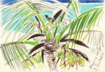Auf Mauritius, 20X30cm, Artist Pen, Buntstift auf  Papier