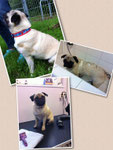 Cookie - Dreckspatz-