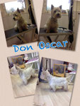 Don Oscar
