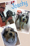 Joschy in der Badewanne