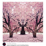 'Brooklyn Bodhi Blossoms' (shot in Prospect Park in Brooklyn) featured by Mobile Artistry: http://instagram.com/p/oRU5A9h59s/