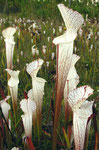 Sarracenia leucophylla var. alba (© Stewart McPherson)