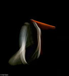 ICM, abstract