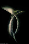 ICM, bird