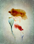 ICM, Mother and child