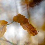 Herbstfarben II
