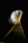ICM, Josephine