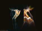 Dance, ICM