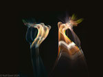 Dance, ICM