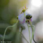 Herbst I