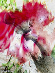 Flower II