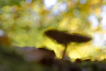Herbstfarben